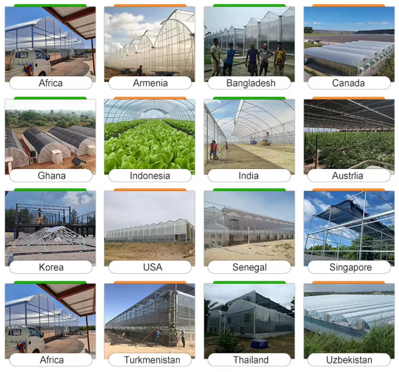 Multi span greenhouse