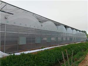 Industrial Galvanized Steel Frame Structure Greenhouse