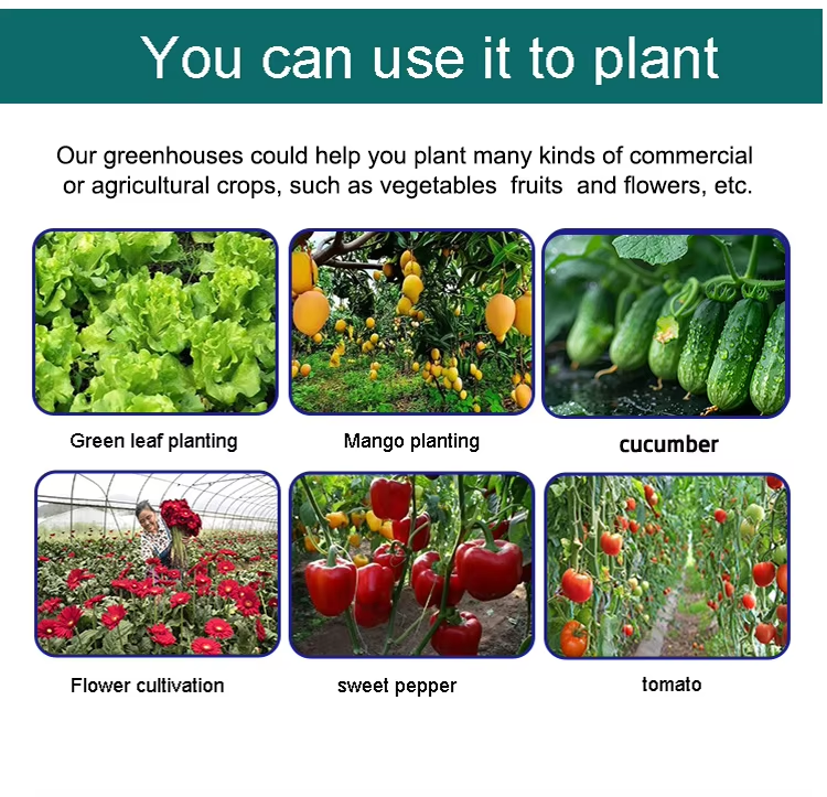 greenhouse for cucumber