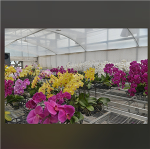 Flower Orchid Greenhouse Farm