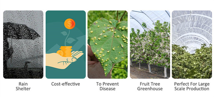 Cherry Grape Strawberry Greenhouse For Fruit