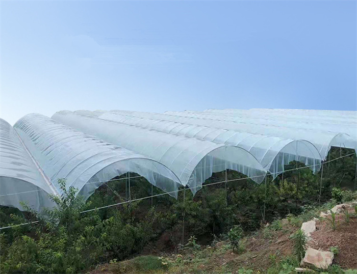 Cherry Grape Strawberry Greenhouse For Fruit