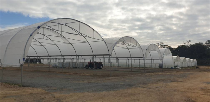 Cherry Grape Strawberry Greenhouse For Fruit