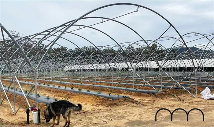 cherry greenhouse