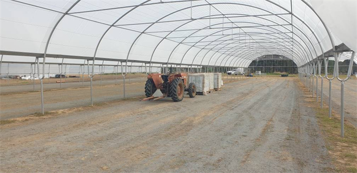 grape greenhouse