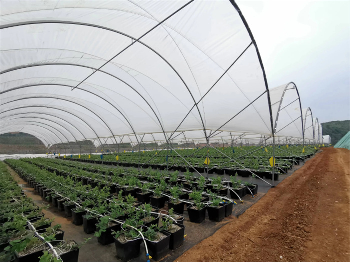 Rain Shelter Berry Greenhouse For Blueberry