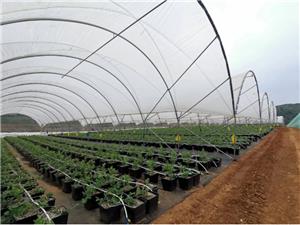 Rain Shelter Berry Greenhouse For Blueberry