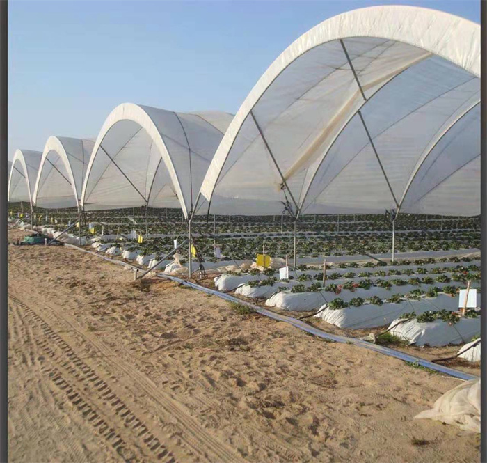 شراء دفيئة التوت البري المحمية من المطر لزراعة التوت الأزرق ,دفيئة التوت البري المحمية من المطر لزراعة التوت الأزرق الأسعار ·دفيئة التوت البري المحمية من المطر لزراعة التوت الأزرق العلامات التجارية ,دفيئة التوت البري المحمية من المطر لزراعة التوت الأزرق الصانع ,دفيئة التوت البري المحمية من المطر لزراعة التوت الأزرق اقتباس ·دفيئة التوت البري المحمية من المطر لزراعة التوت الأزرق الشركة
