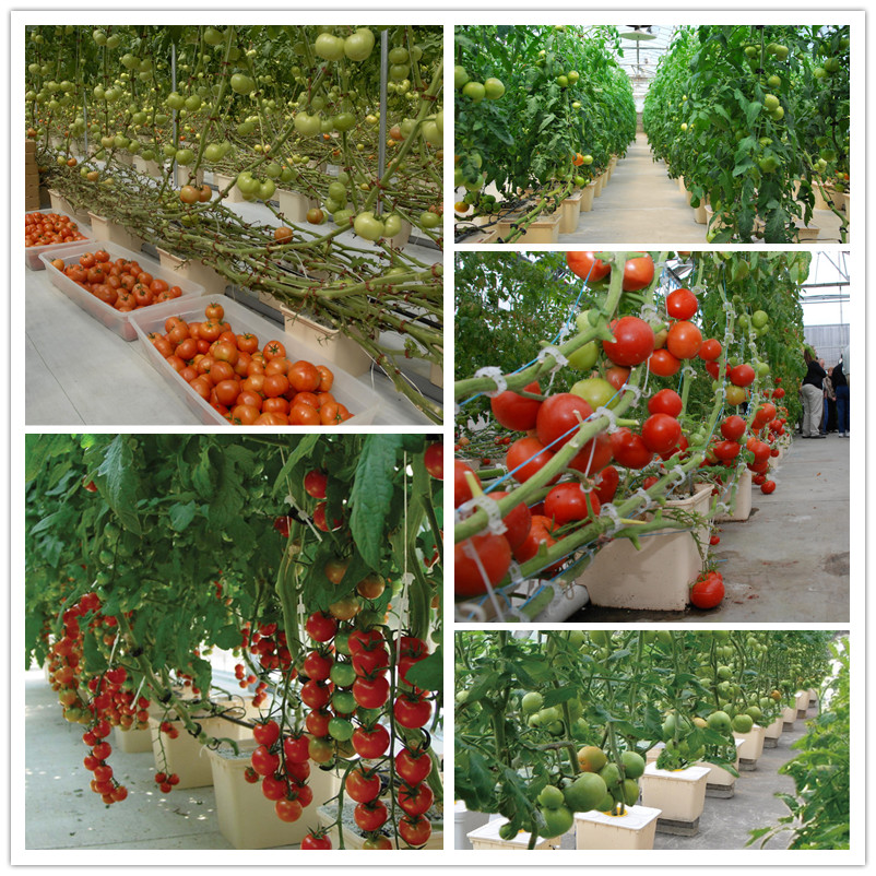 Agriculture greenhouse
