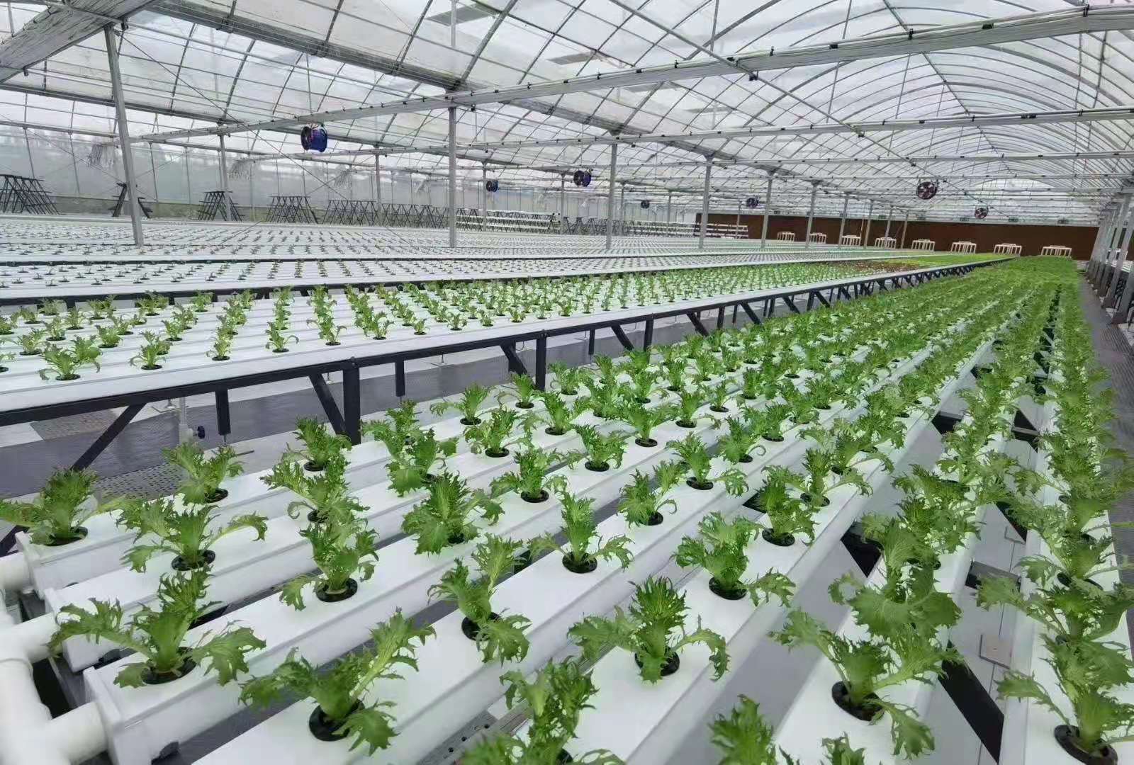 green house for agriculture