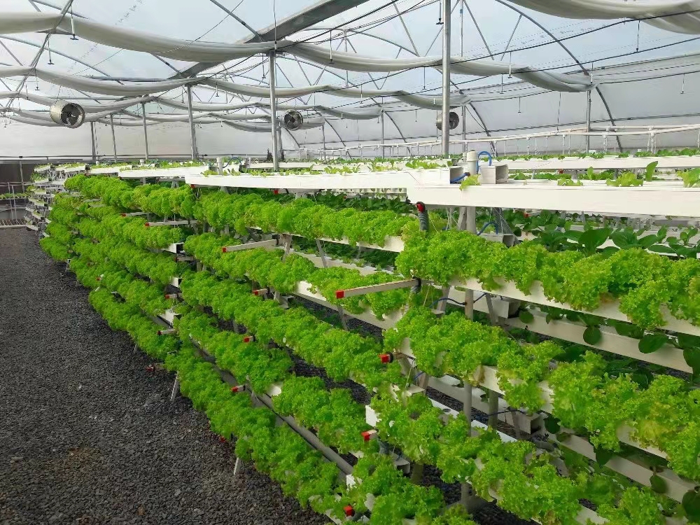 Multi span Agriculture greenhouse