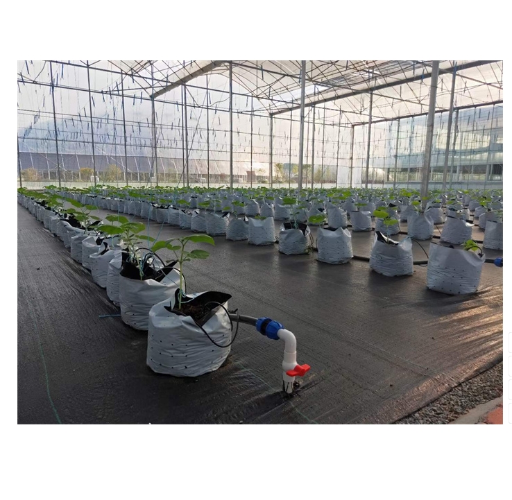 Tomato Nursery Seedling Greenhouse