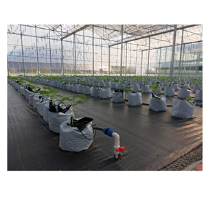 Tomato Nursery Seedling Greenhouse