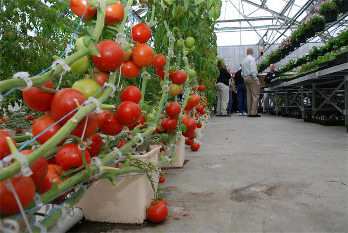 Tomato Nursery Seedling Greenhouse