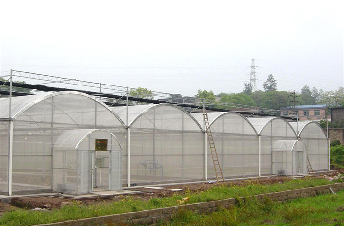 Tomato Nursery Seedling Greenhouse