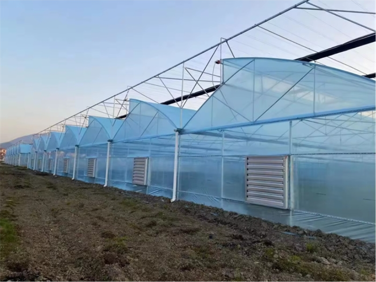 pepper planting greenhouse