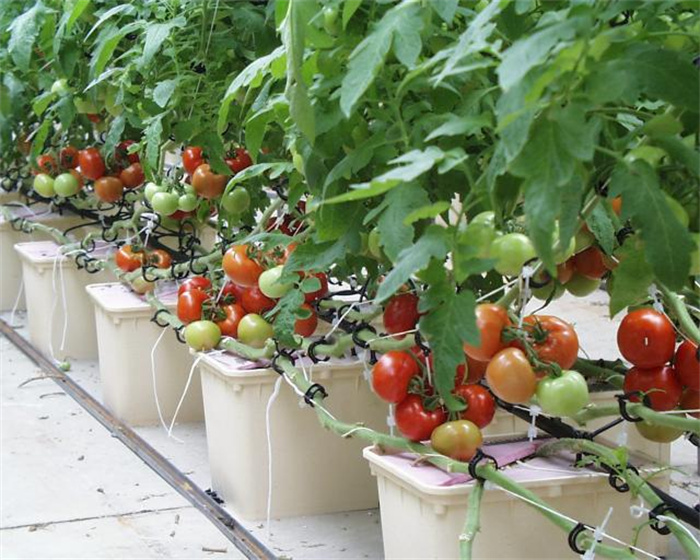 Tomato Planting greenhouse