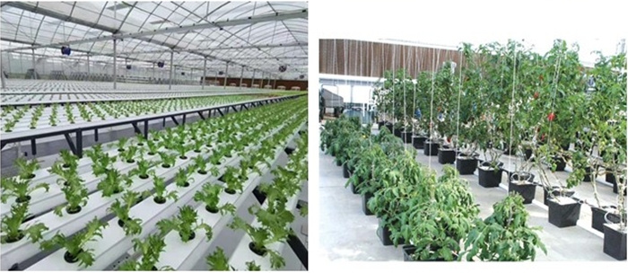 cucumber planting greenhouse