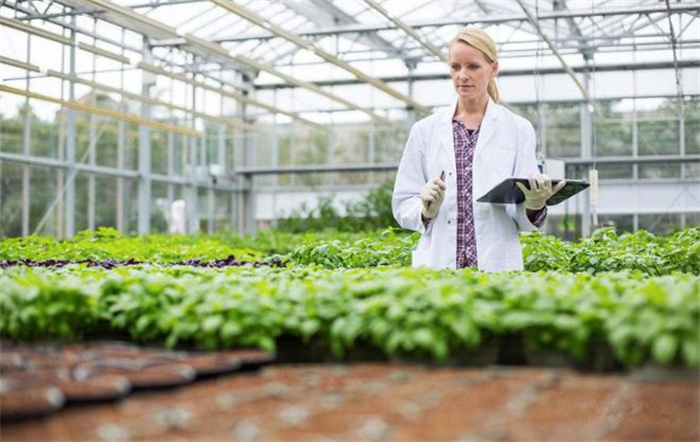 pepper planting greenhouse