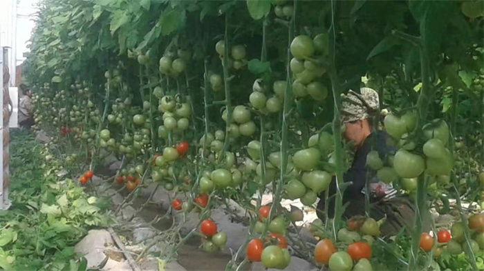 Tomato Cucumber Pepper Planting Greenhouse