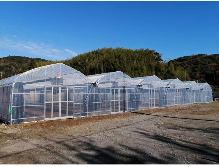 Multi Span Gothic Arch Greenhouse