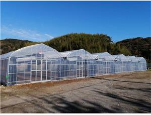 Multi Span Gothic Arch Greenhouse