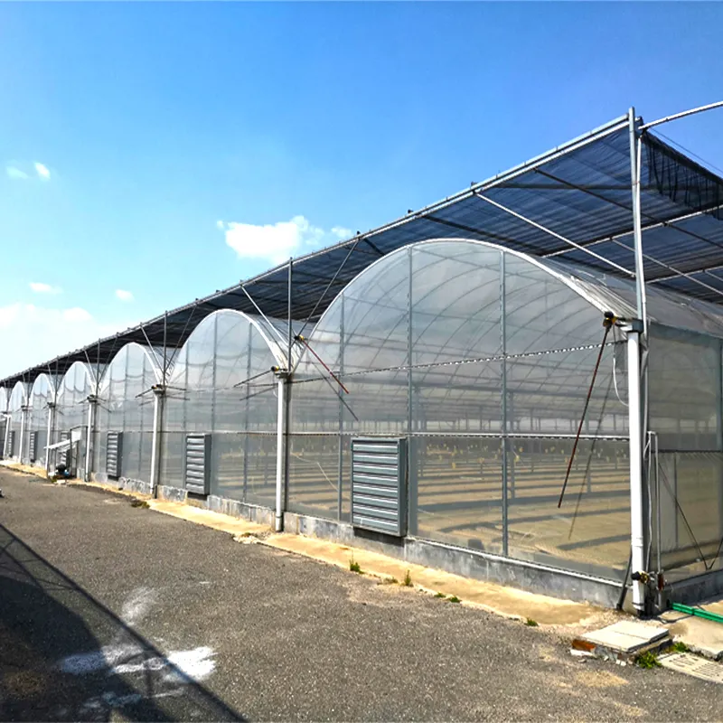 Multi-span Film Greenhouse With Cooling System