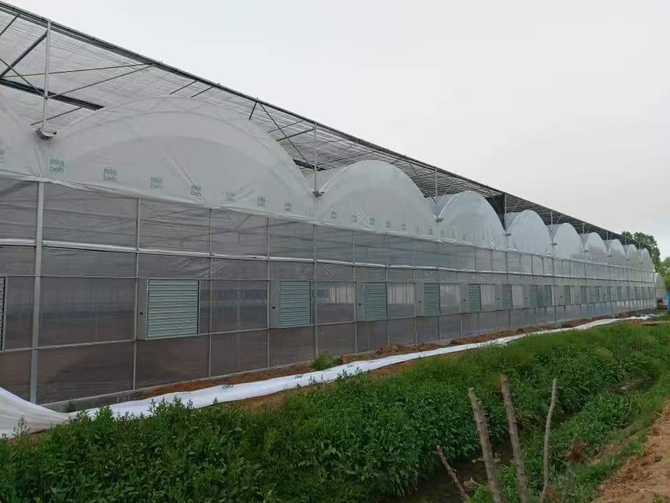 Multi-span Film Greenhouse With Cooling System