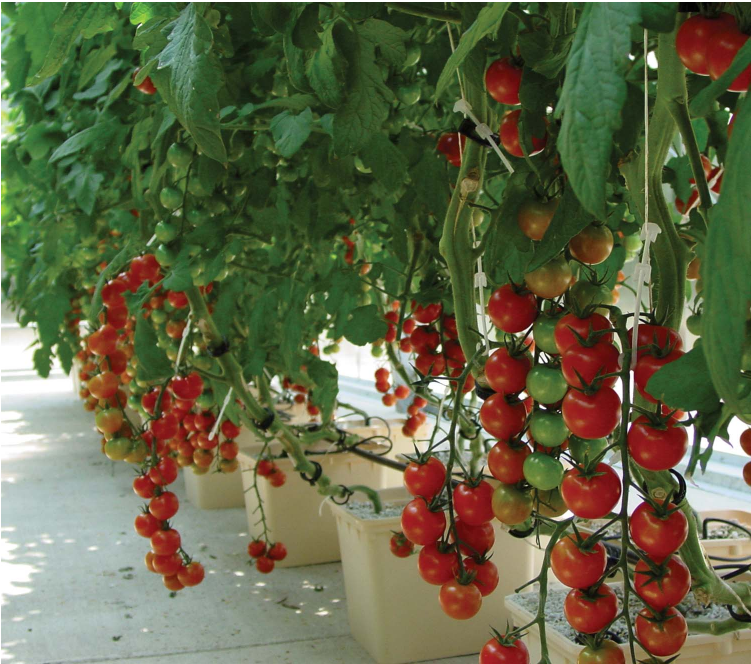 hydroponic greenhouse for tomato