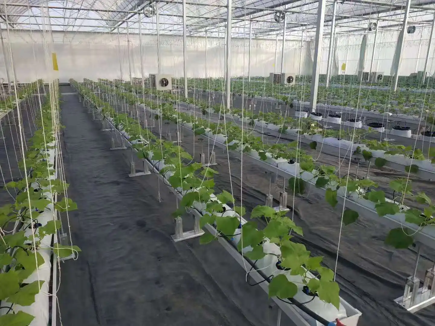 tomato hydroponic greenhouse