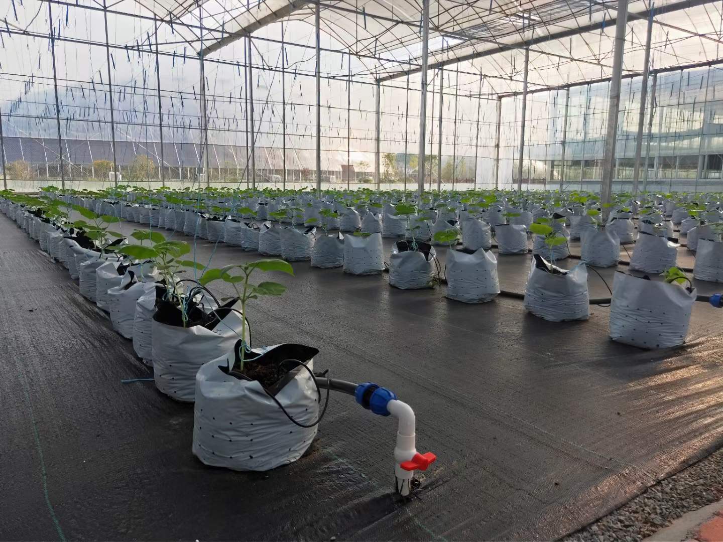 tomato hydroponic system