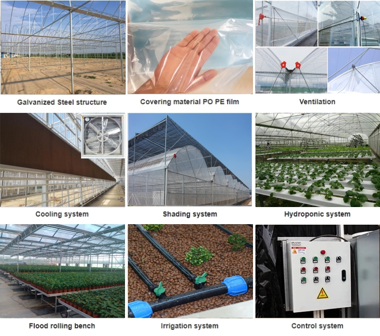 tomato hydroponic greenhouse