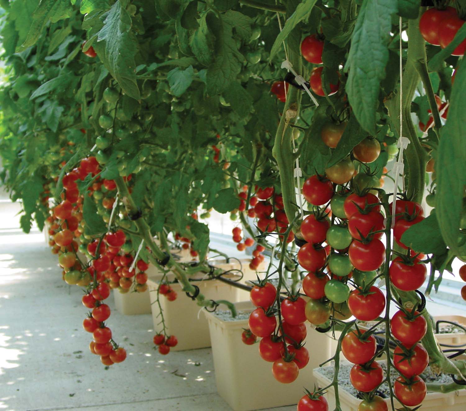 Tomato Hydroponic System Greenhouse