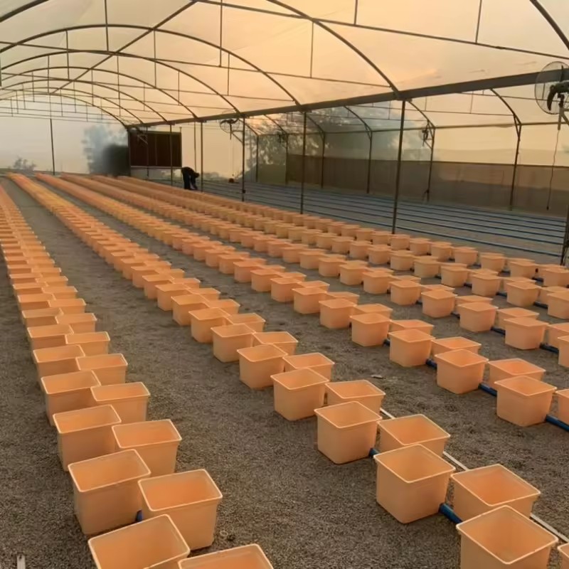 Tomato Hydroponic System Greenhouse