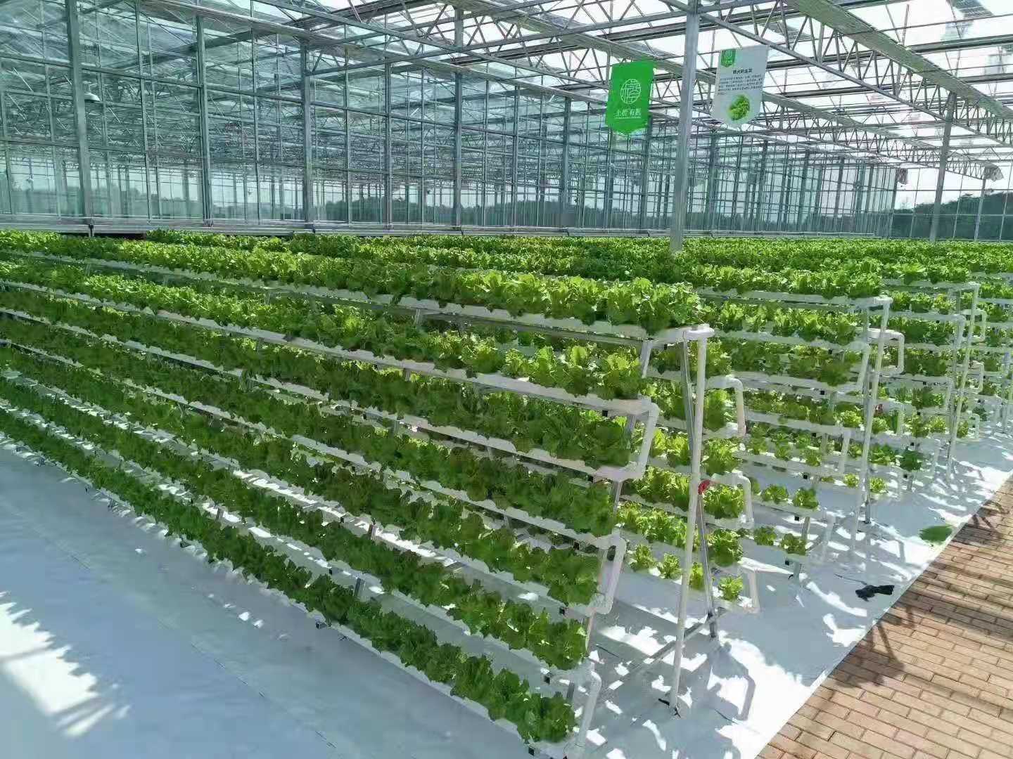 Lettuce Vertical Farming NFT Growing Channel
