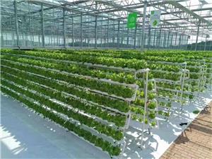Lettuce Vertical Farming NFT Growing Channel
