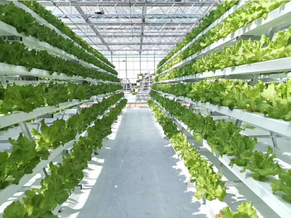 Lettuce Vertical Farming