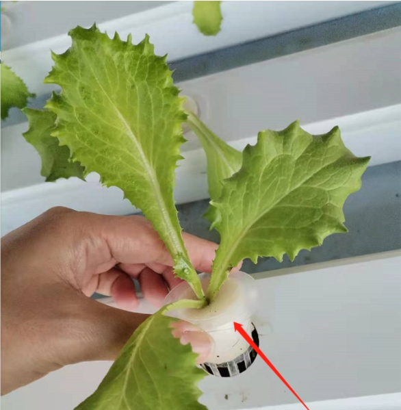 Vertical Hydroponic Channel Farming System