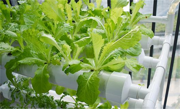 Lettuce Grow NFT Channel Pipe Gulley