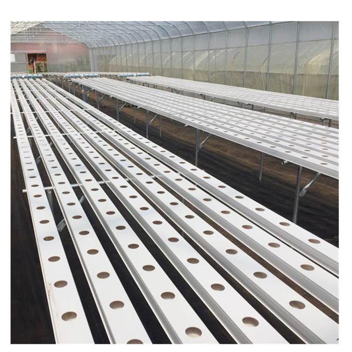 lettuce grow gulley