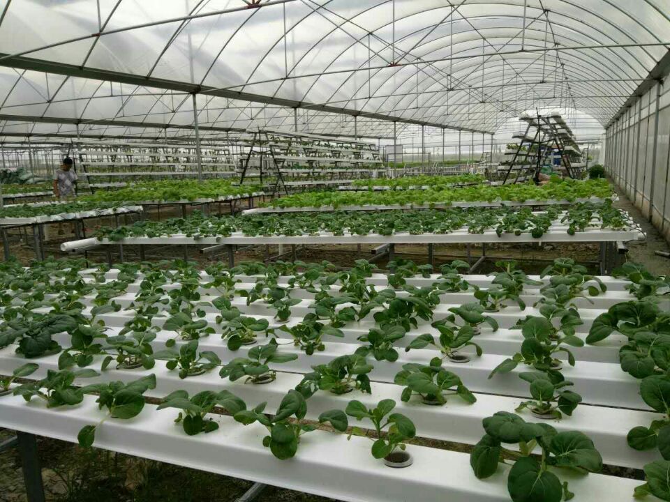 lettuce grow gulley