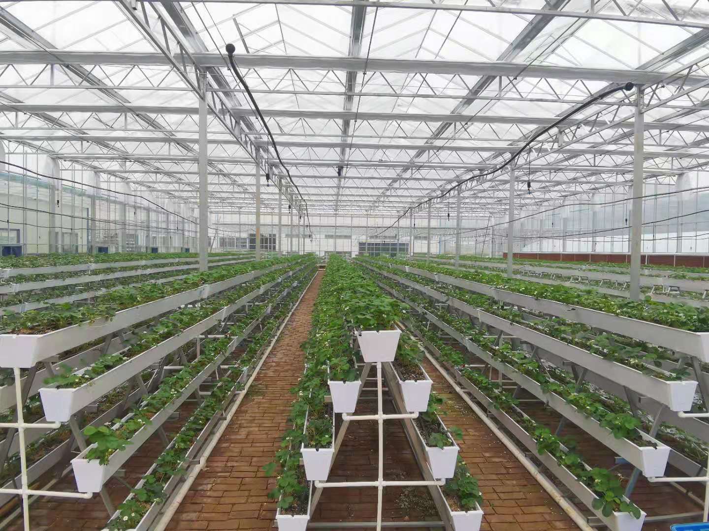 A Frame Strawberry Vertical Hydroponic System