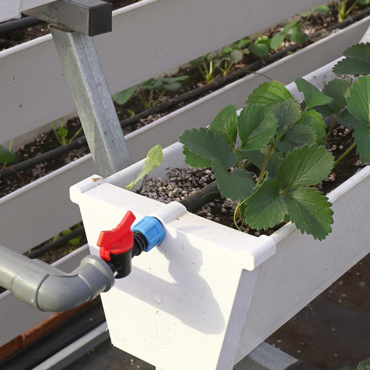 A Frame Strawberry Vertical Hydroponic System