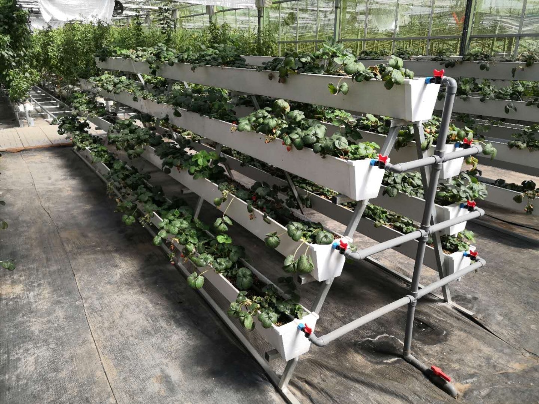 A Frame Strawberry Vertical Hydroponic System