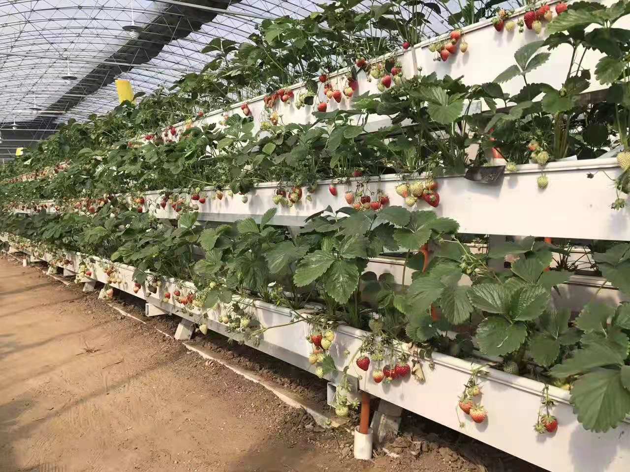 A Frame Strawberry Vertical Hydroponic System