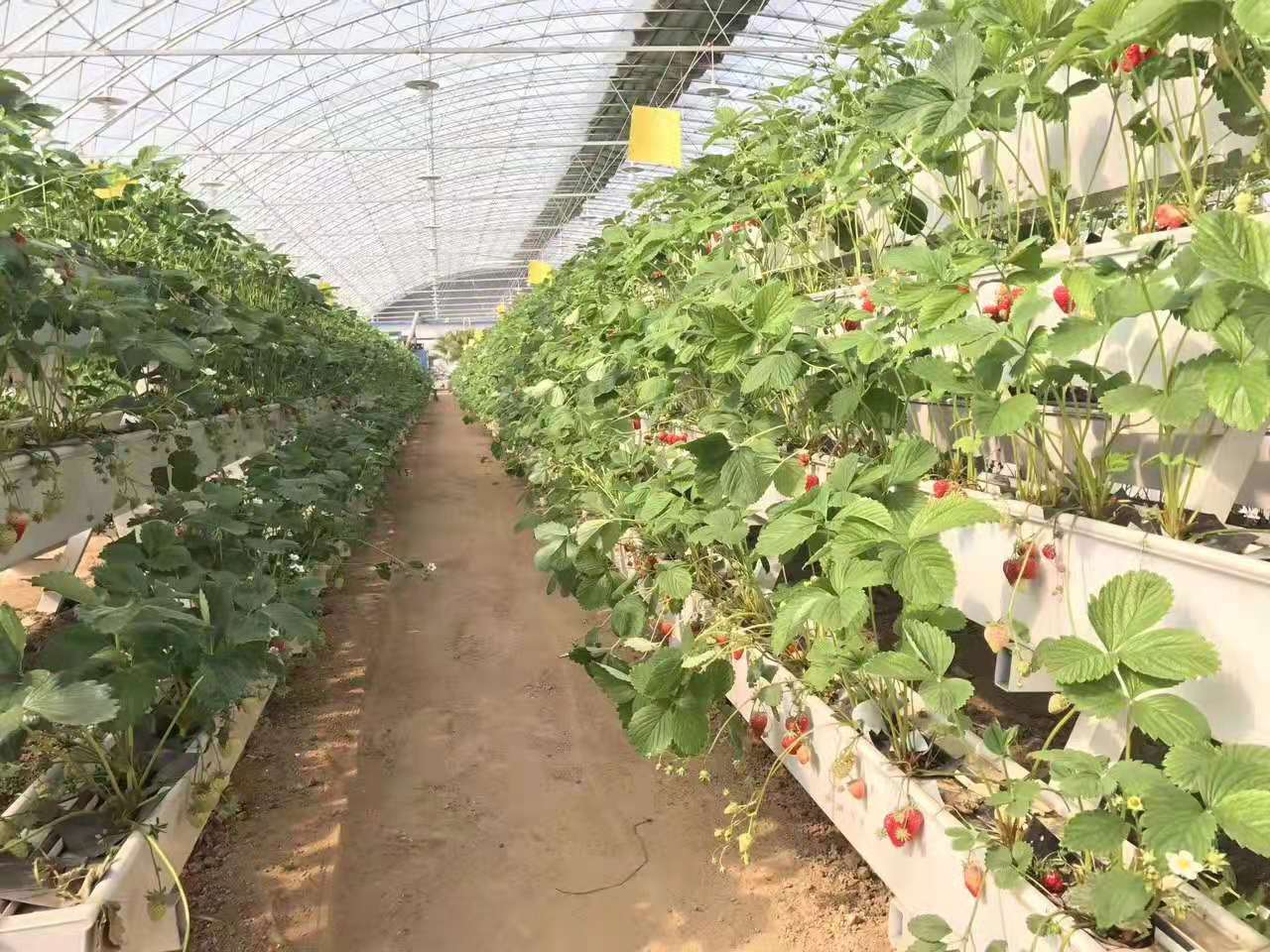 vertical strawberry system