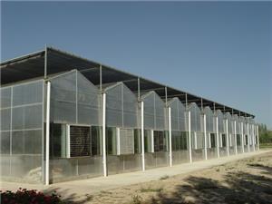 Fully Automatic Modern Greenhouse