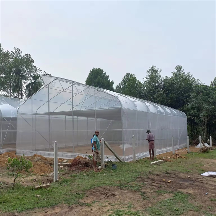 poly film greenhouse