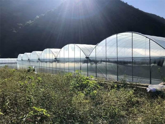 polytunnel greenhouse