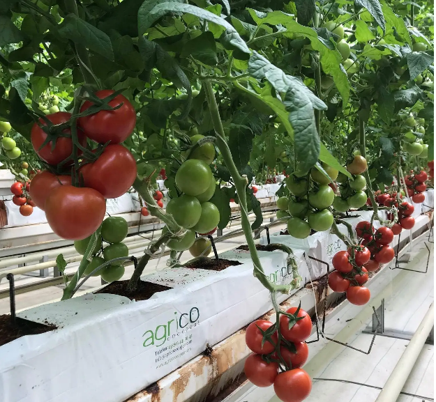 hydroponic greenhouse for tomato